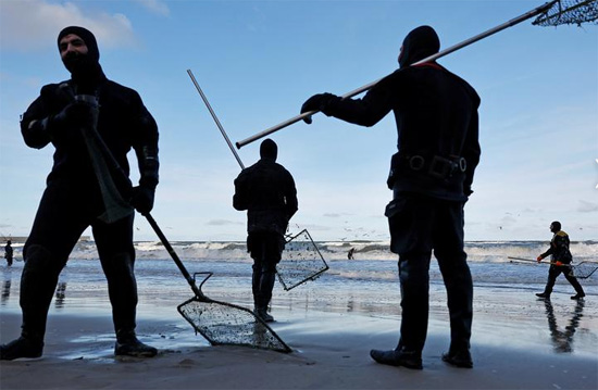 صيادو العنبر يجمعون العنبر على ساحل بحر البلطيق