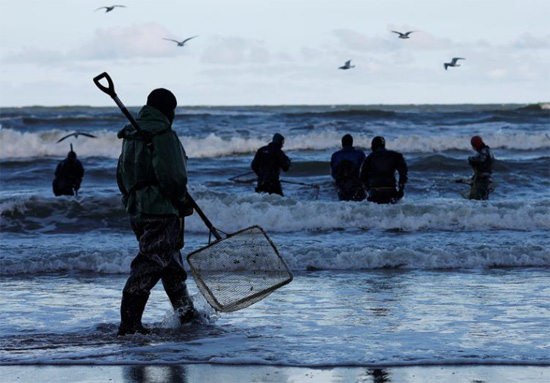 يجمعون العنبر على ساحل بحر البلطيق في منطقة كالينينجراد روسيا