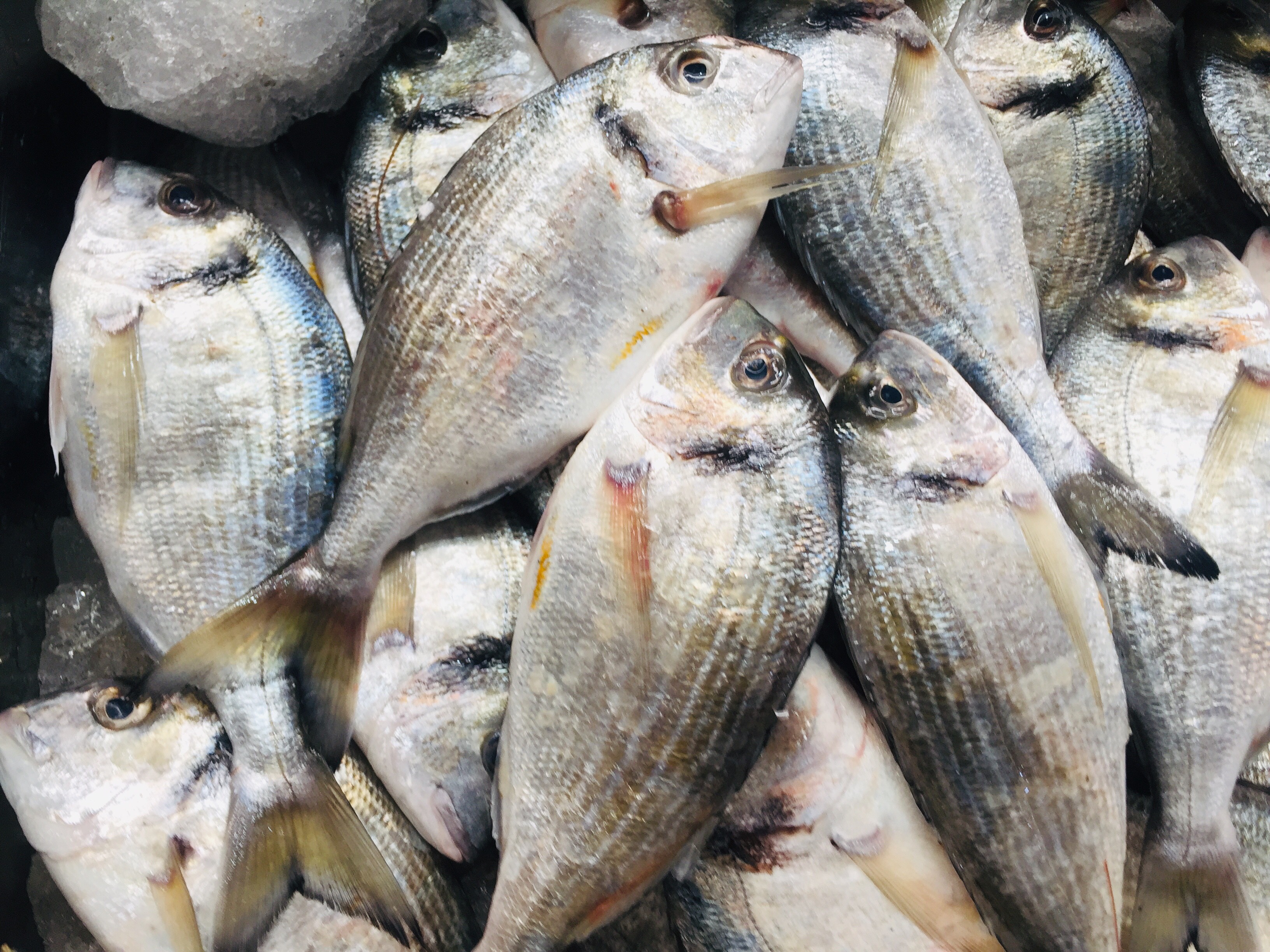  سوق الأسماك بالإسماعيلية (7)