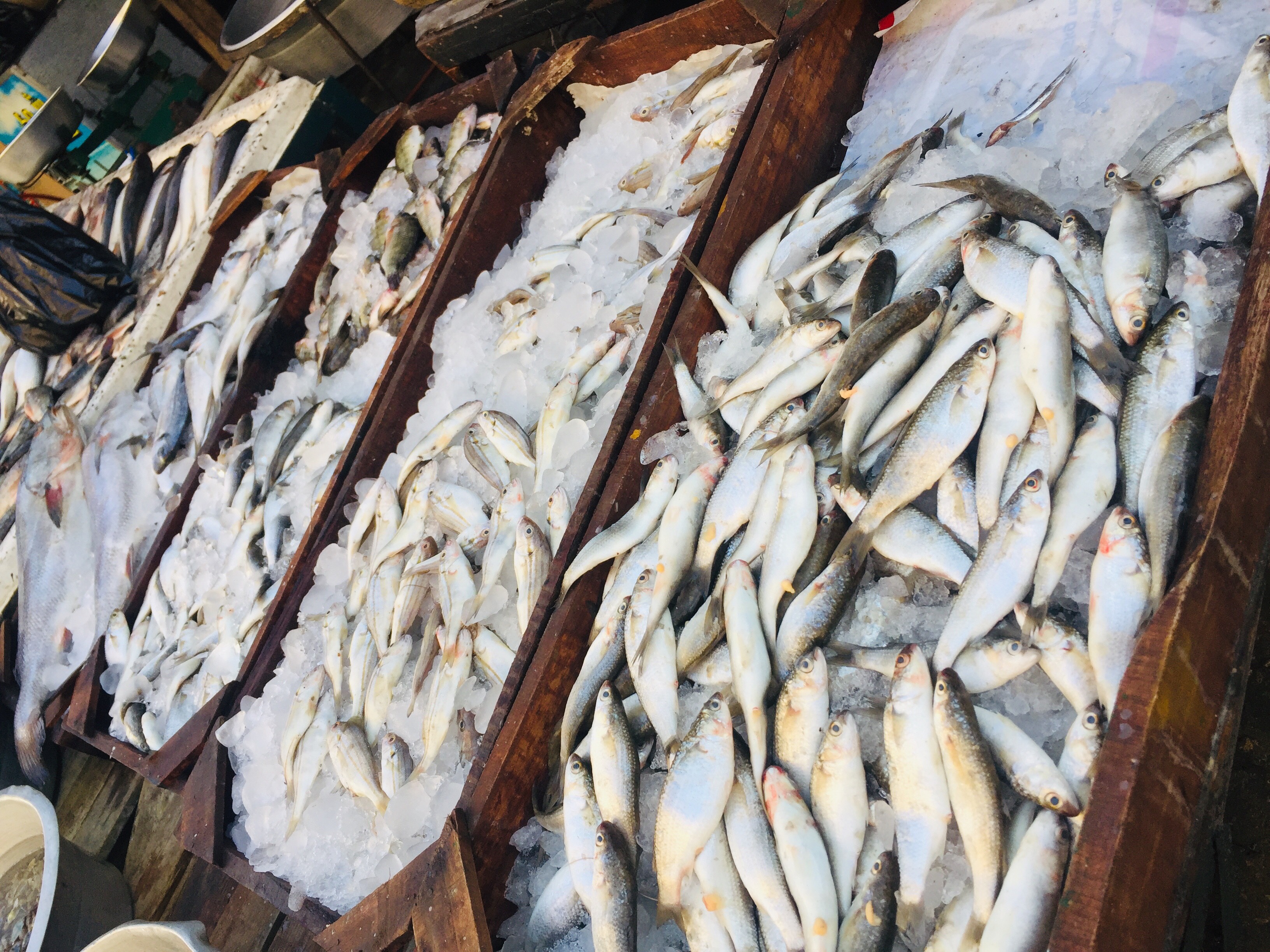  سوق الأسماك بالإسماعيلية (3)