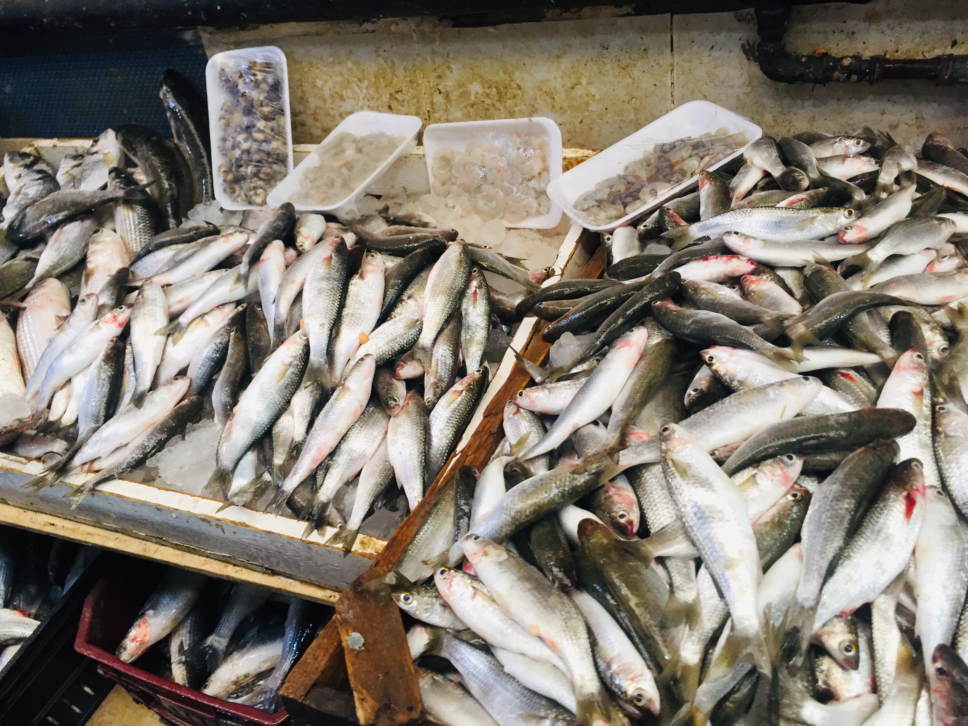  سوق الأسماك بالإسماعيلية (12)