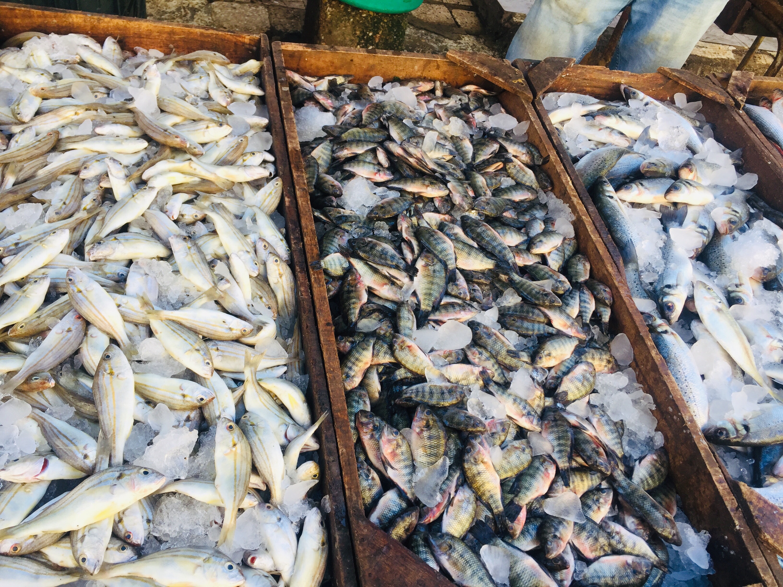  سوق الأسماك بالإسماعيلية (1)