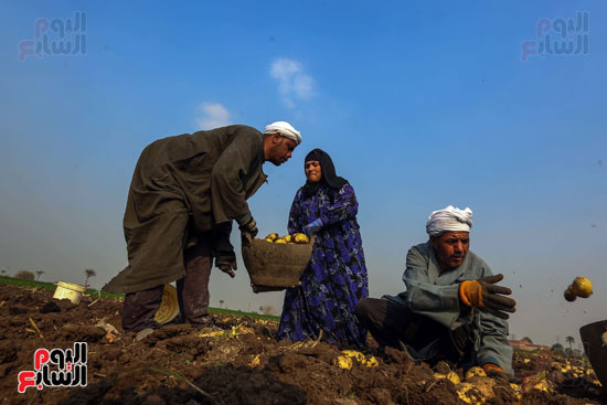 جمع محصول البطاطس من الارض
