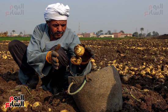 مزارع يحصد البطاطس