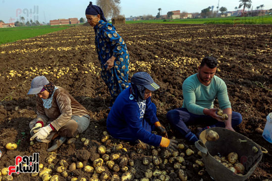 حصاد محصول البطاطس