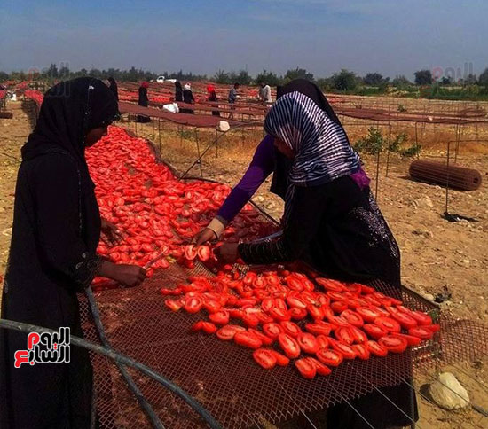 السيدات-يعملن-فى-تجفيف-الطماطم