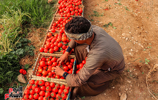 طماطم-المزارع-قبل-مرحلة-التجفيف