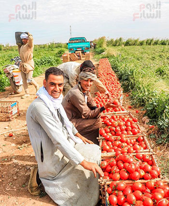 العمال-ينقلون-الطماطم-قبل-تجفيفها