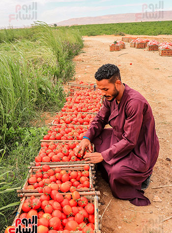 العمال-يجهزون-الطماطم-للتجفيف