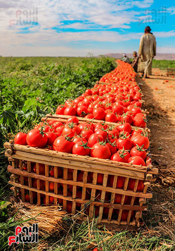 حصاد-الطماطم-قبل-التجفيف