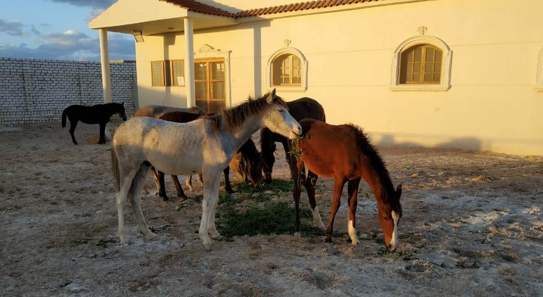 مجموعة من الخيول في مرحلة الرعاية والعلاج