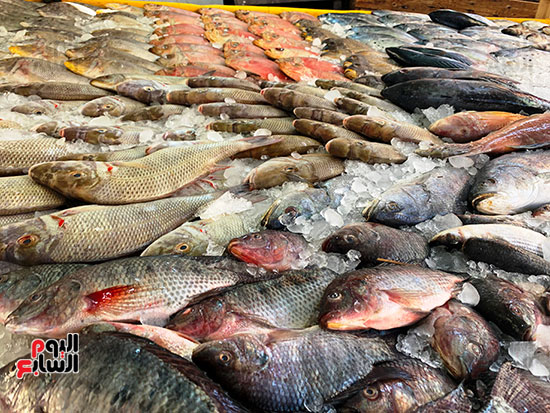 أنواع الأسماك في حلقة سمك الغردقة بالبحر الأحمر