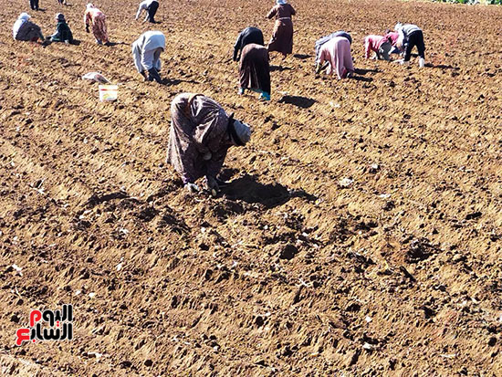 العمال-خلال-زراعة-العروة-الصيفية-لمحصول-البطاطس