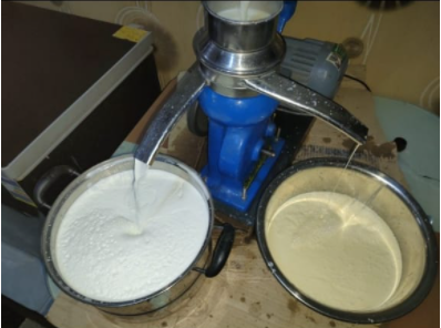 خلال عملية فرز الحليب واستخراج القشدة والسمن