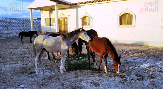 89994-مجموعة-من-الخيول-في-مرحلة-الرعاية-والعلاج