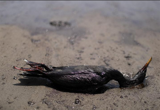 طائر نافق يرقد على الشاطئ أثناء عملية التنظيف