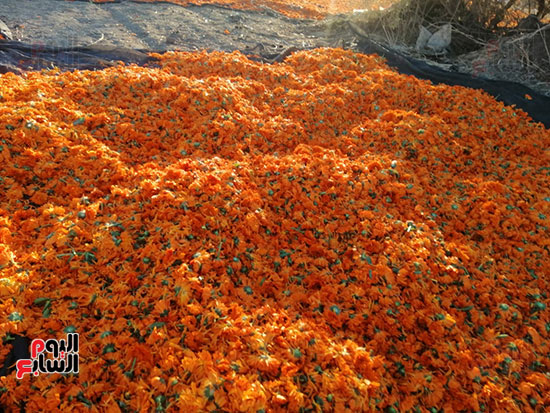 زهور برتقالية تصنع منها أدوية وعطور وأدوات مكياج (16)