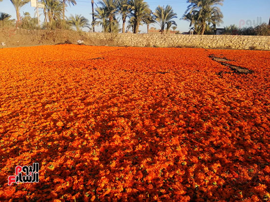زهور برتقالية تصنع منها أدوية وعطور وأدوات مكياج (13)