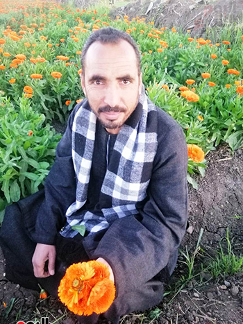 النباتات الطبية والعطرية كنوز علي أرض الفيوم (1)