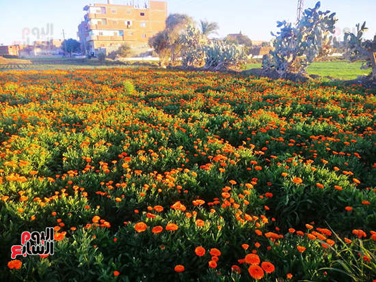 النباتات الطبية والعطرية كنوز علي أرض الفيوم (19)