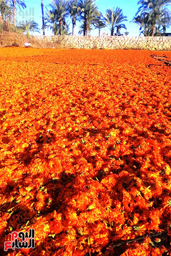 النباتات الطبية والعطرية كنوز علي أرض الفيوم (2)