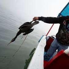 انقاذ طيور بيرو من التسريب النفطى
