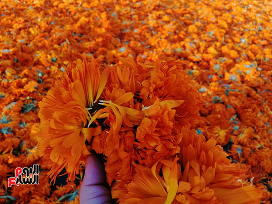 زهور برتقالية تصنع منها أدوية وعطور وأدوات مكياج (11)