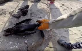 اضرار تلحق الطيور فى بيرو من التسريب النفطى