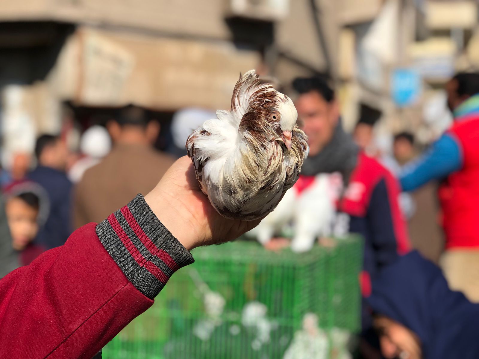 سوق الحمام بمدينة المنصورة (8)