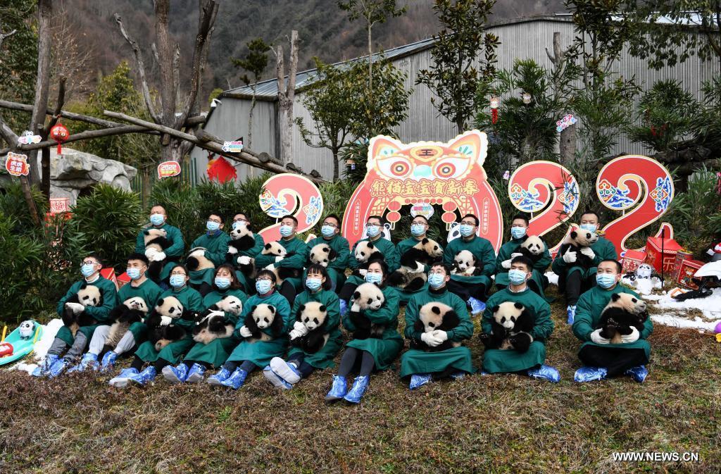 صغار الباندا فى احتفال الصين