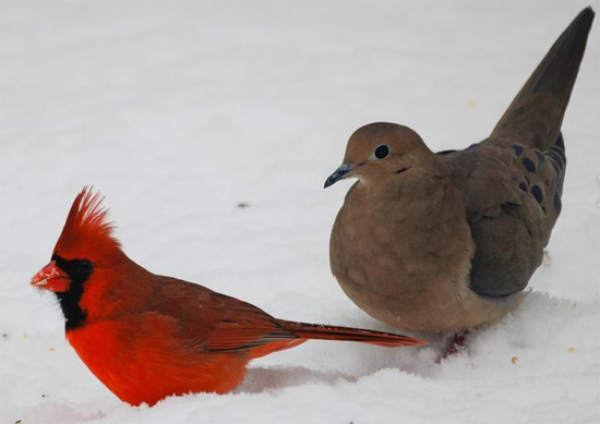 الطيور على الثلوج