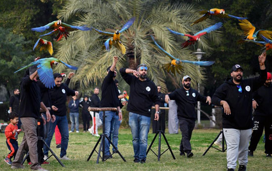 مهرجان تدريب الطيور فى الكويت