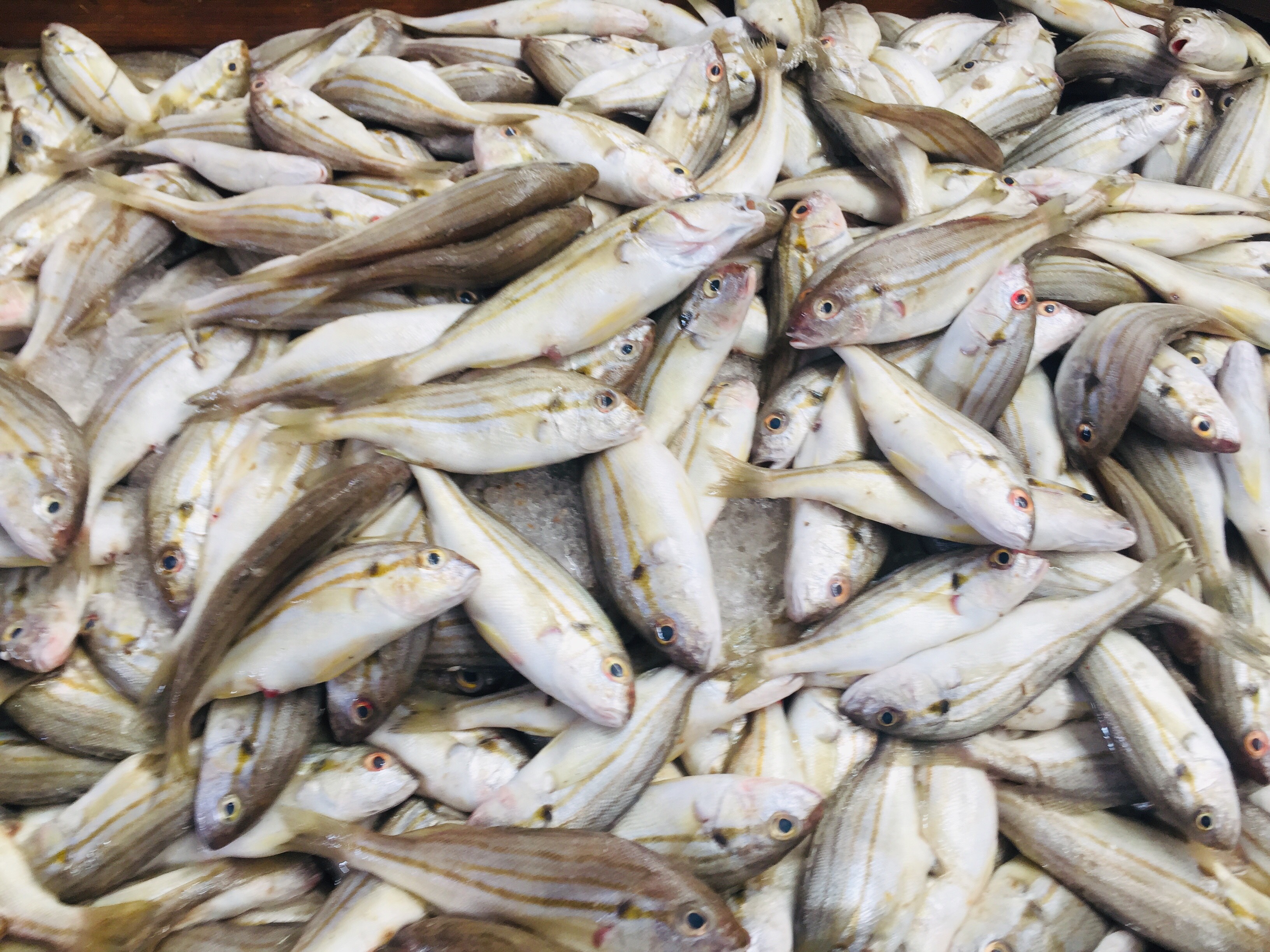  سوق بورسعيد للأسماك بمحافظة الإسماعيلية (4)