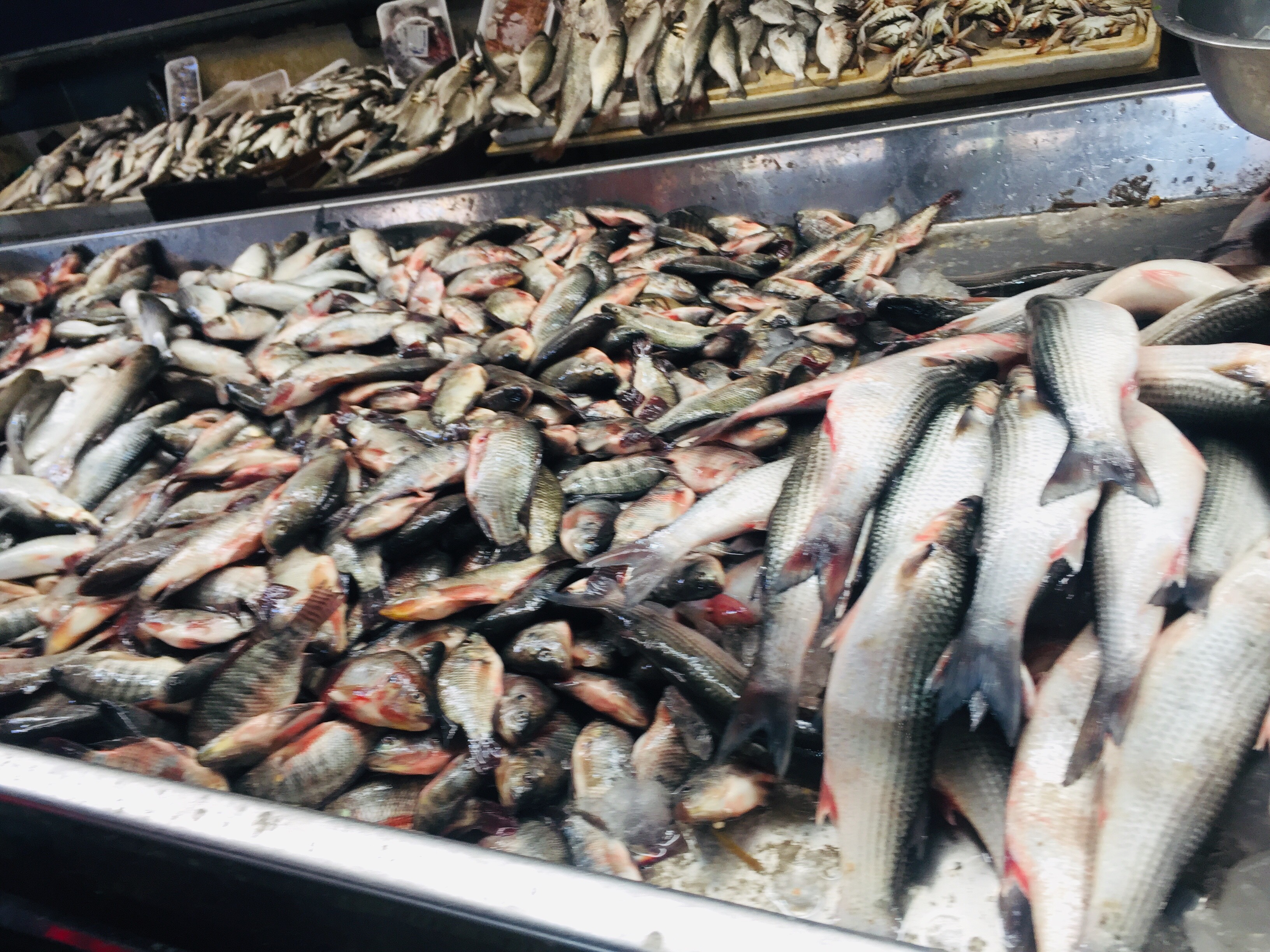  سوق بورسعيد للأسماك بمحافظة الإسماعيلية (1)
