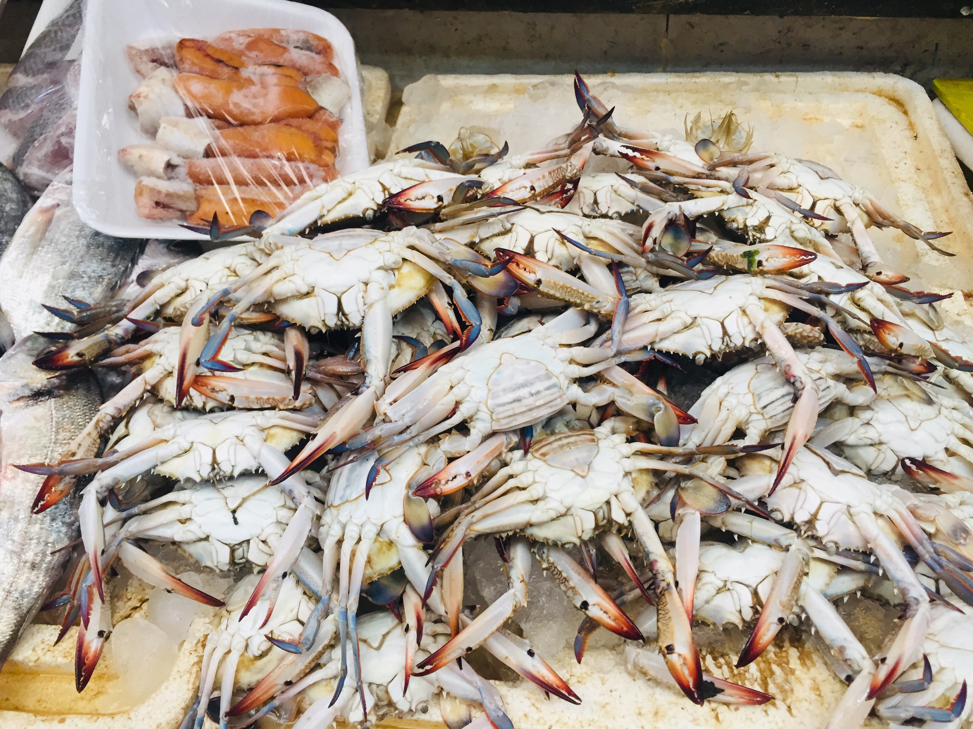  سوق بورسعيد للأسماك بمحافظة الإسماعيلية (5)