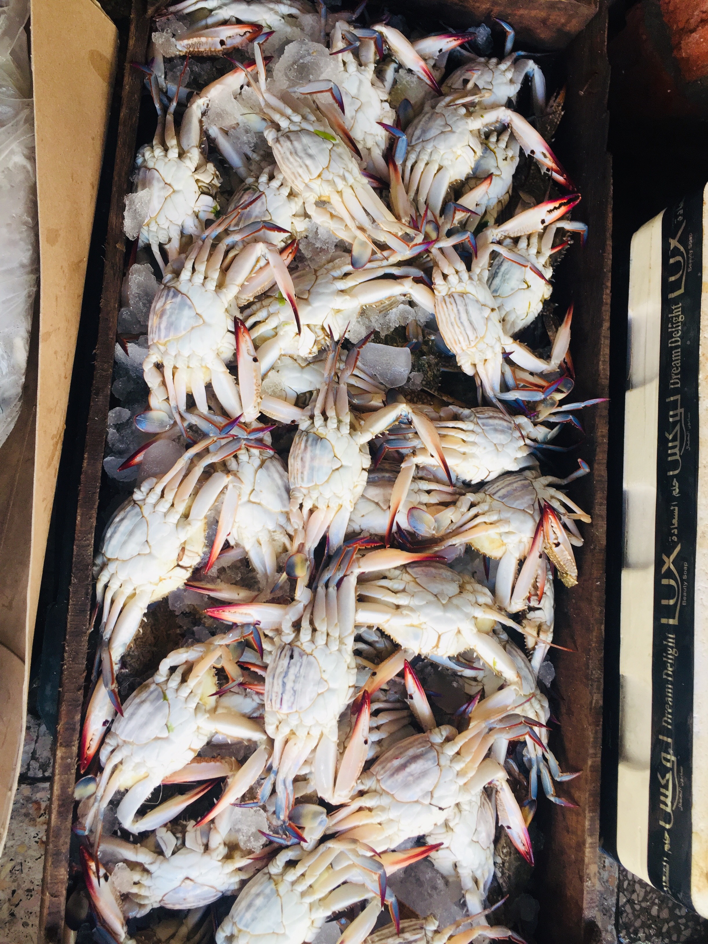  سوق بورسعيد للأسماك بمحافظة الإسماعيلية (11)