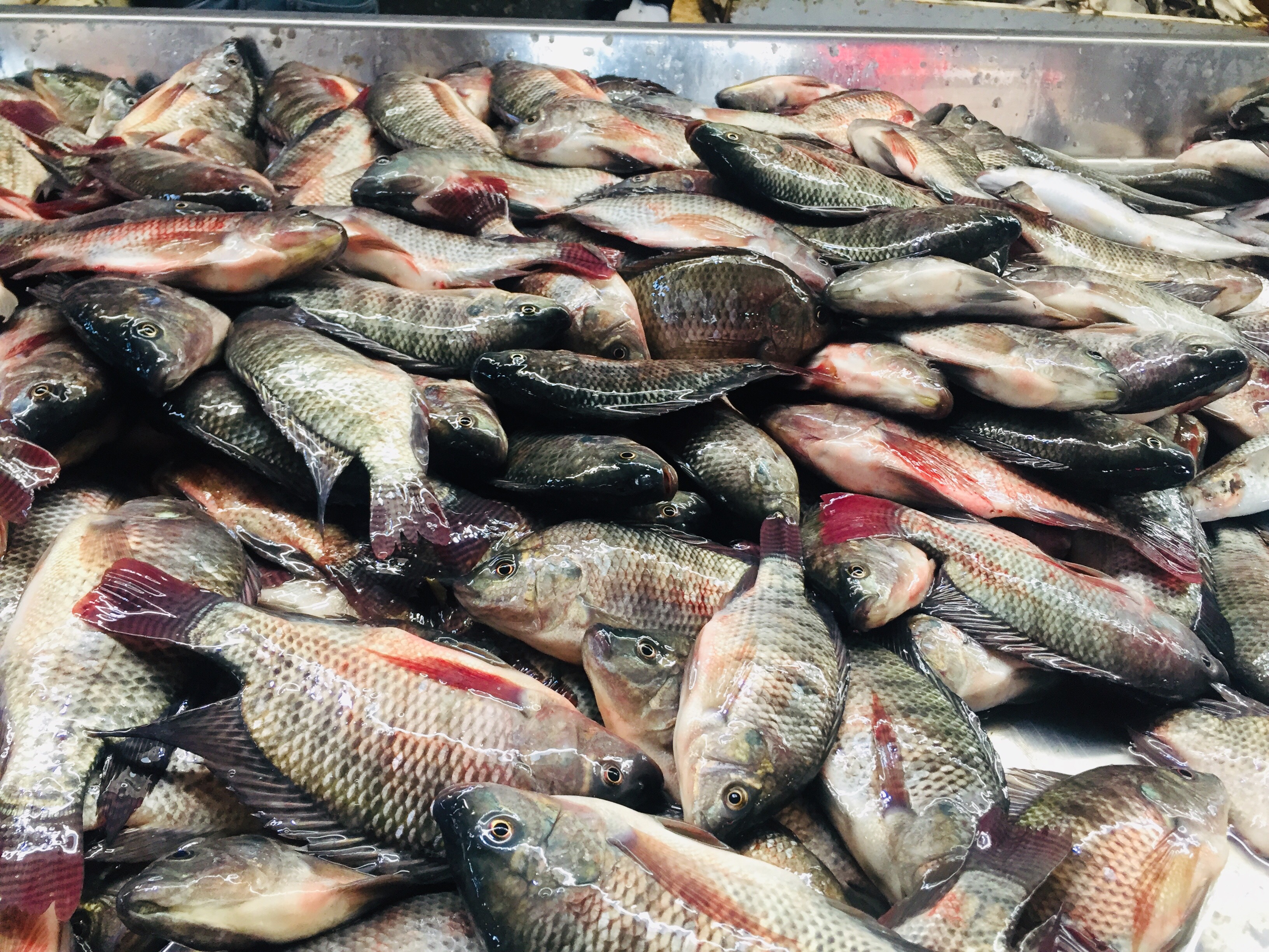  سوق بورسعيد للأسماك بمحافظة الإسماعيلية (13)