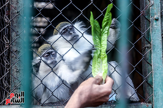 القرود وهي تأكل طعامها