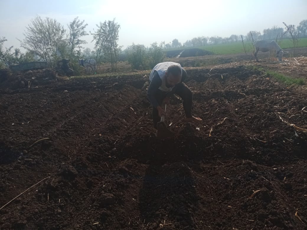 زراعة محصول البطاطس (1)