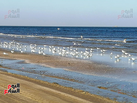 جانب من تجمع طائر النورس بالشاطئ