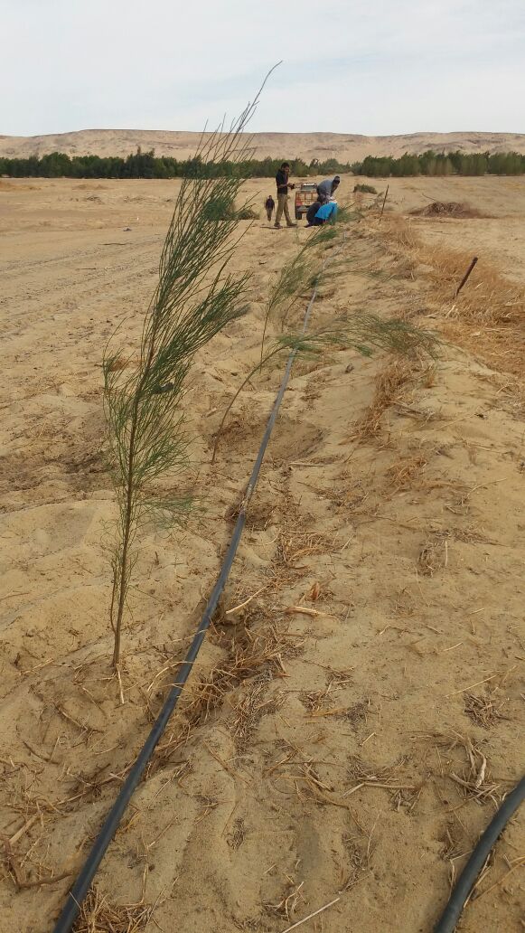 المشروع (1)