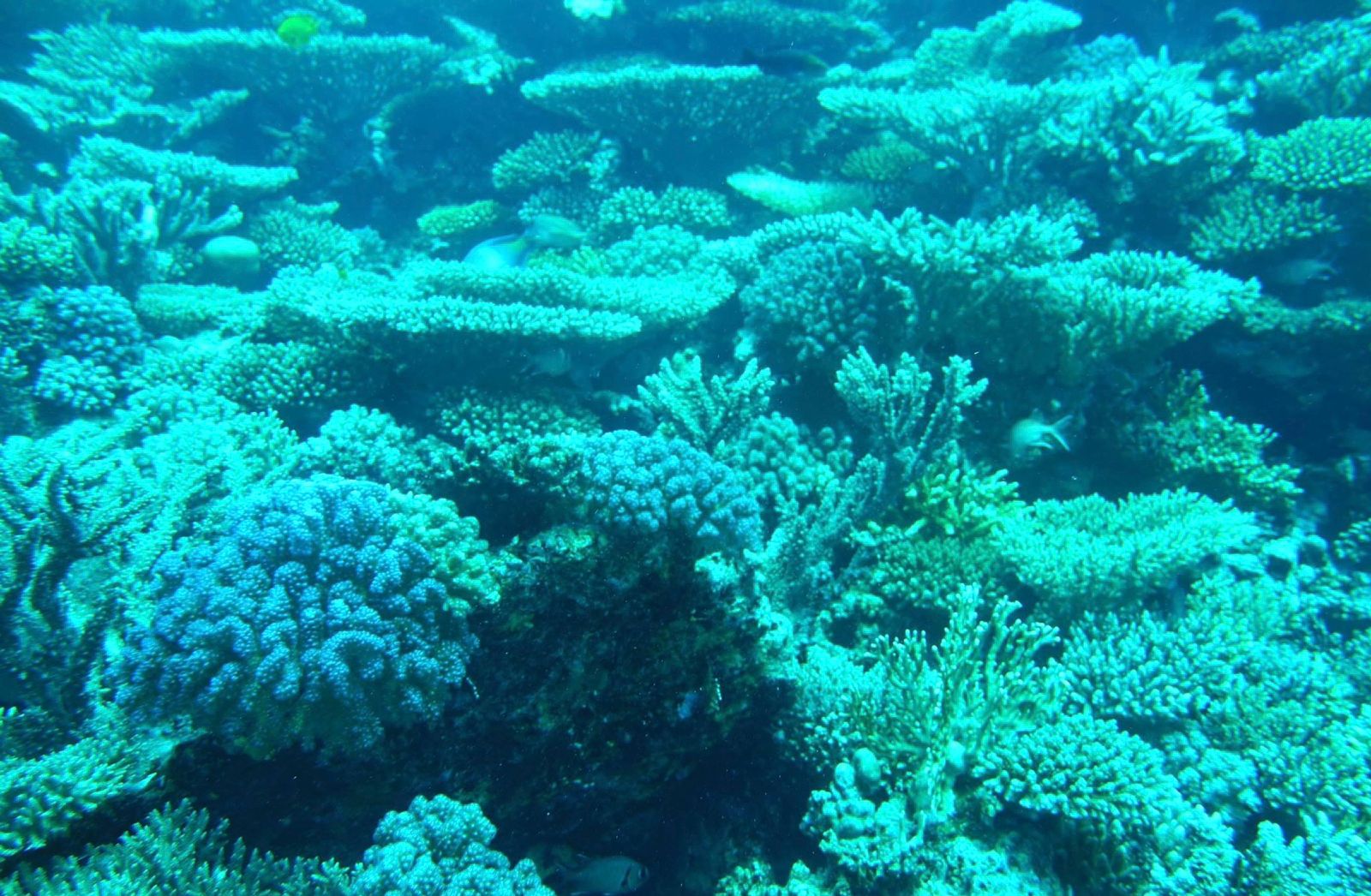 الغابات المرجانية بشعاب كارلوس ريف
