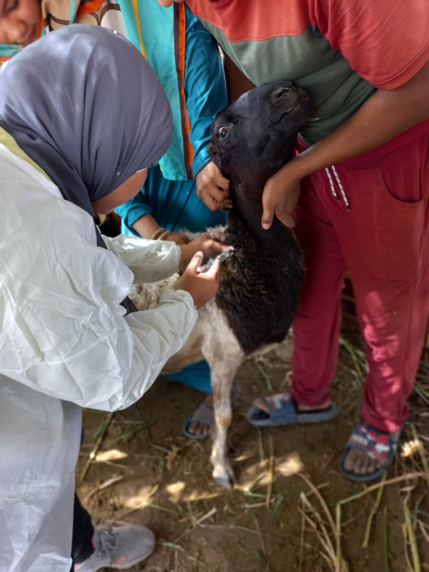 عمليات تحصين الأغنام والماعز ضد مرضى طاعون المجترات الصغيرة عمليات تحصين الأغنام والماعز ضد مرضى طاعون المجترات الصغيرة