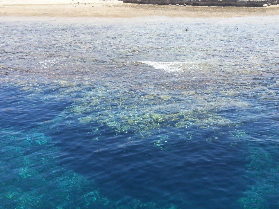الشعاب المرجانية تظهر على السطح 