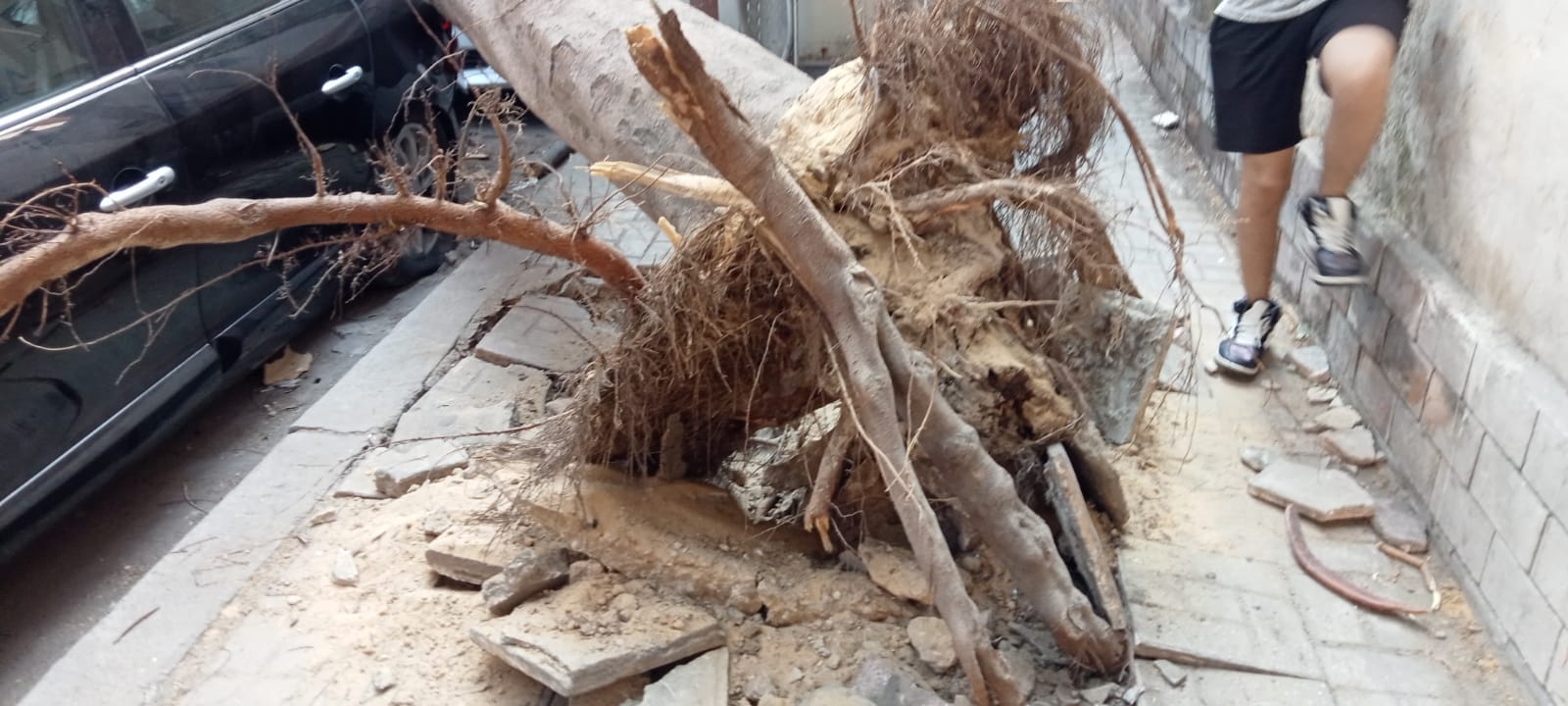 سقوط شجرة بالإسكندرية