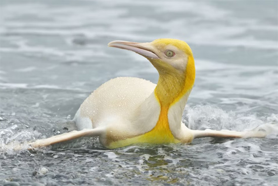 البطريق الأصفر (2)