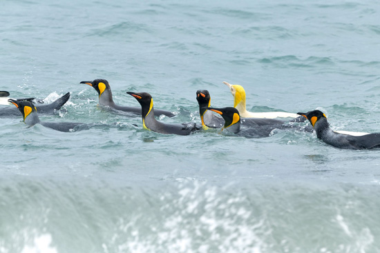 رحلة البطريق فى جنوب المحيط الأطلسي