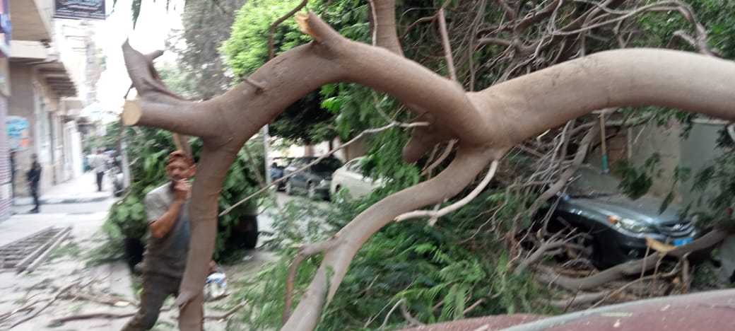 رفع شجرة ضخمة سقطت نتيجة العوامل الجوية وسط الإسكندرية