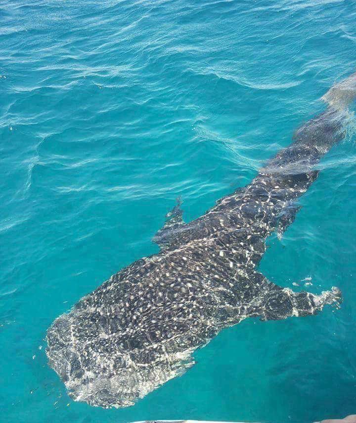 القرش الحوتي عند رصده بمياه الغردقة 