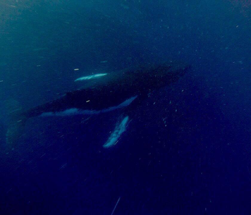 جانب من ظهور الحوت الاحدب